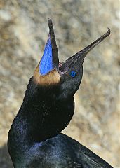 Brandt's Cormorant